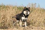 CHIEN FINNOIS DE LAPONIE 284